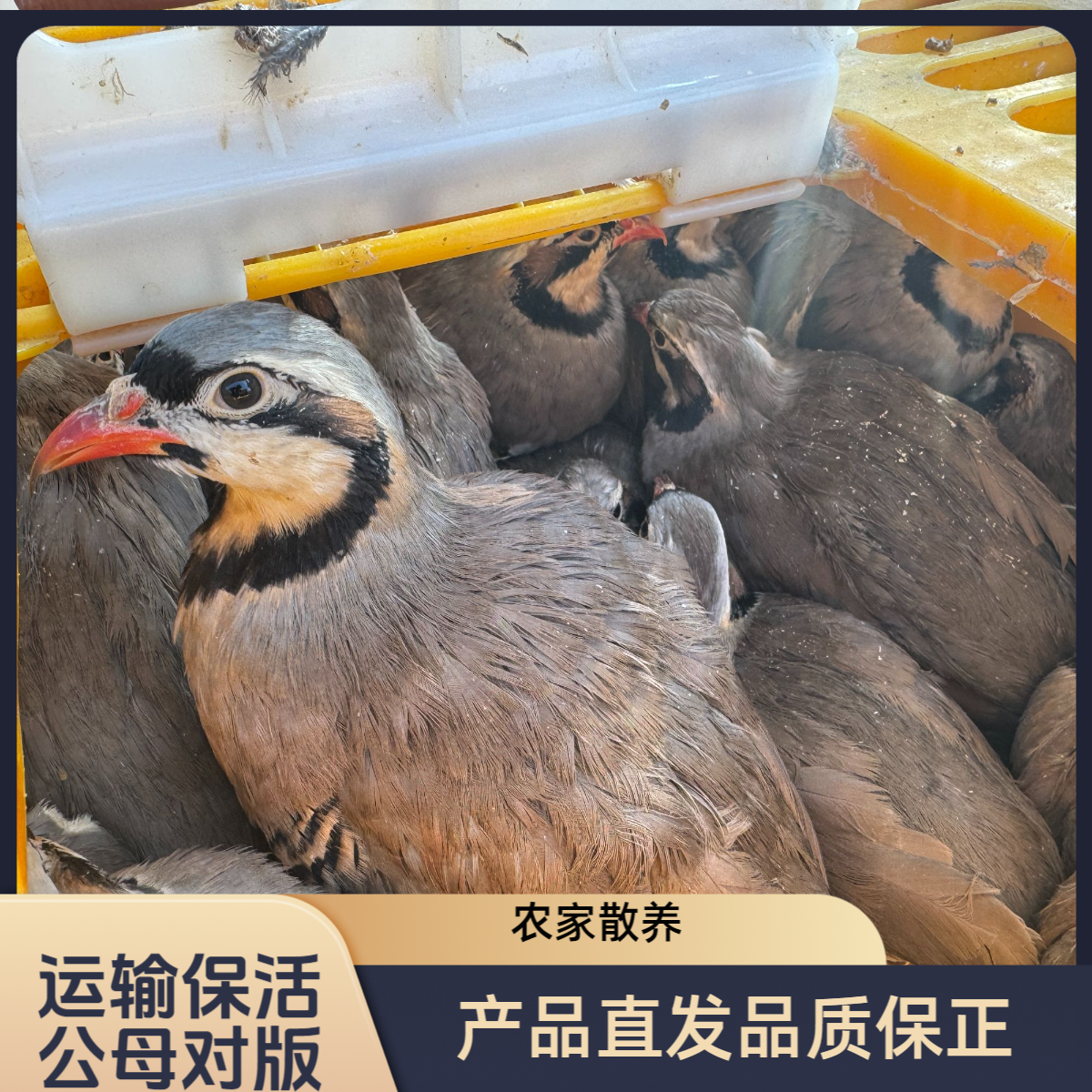 农家散养咕咕鸡呱呱鸡宠物鸡