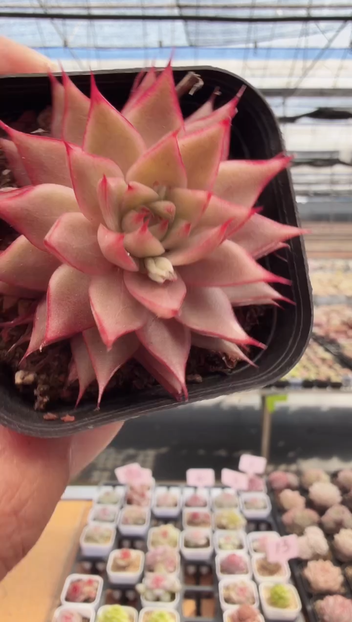 东云多肉园新款-208