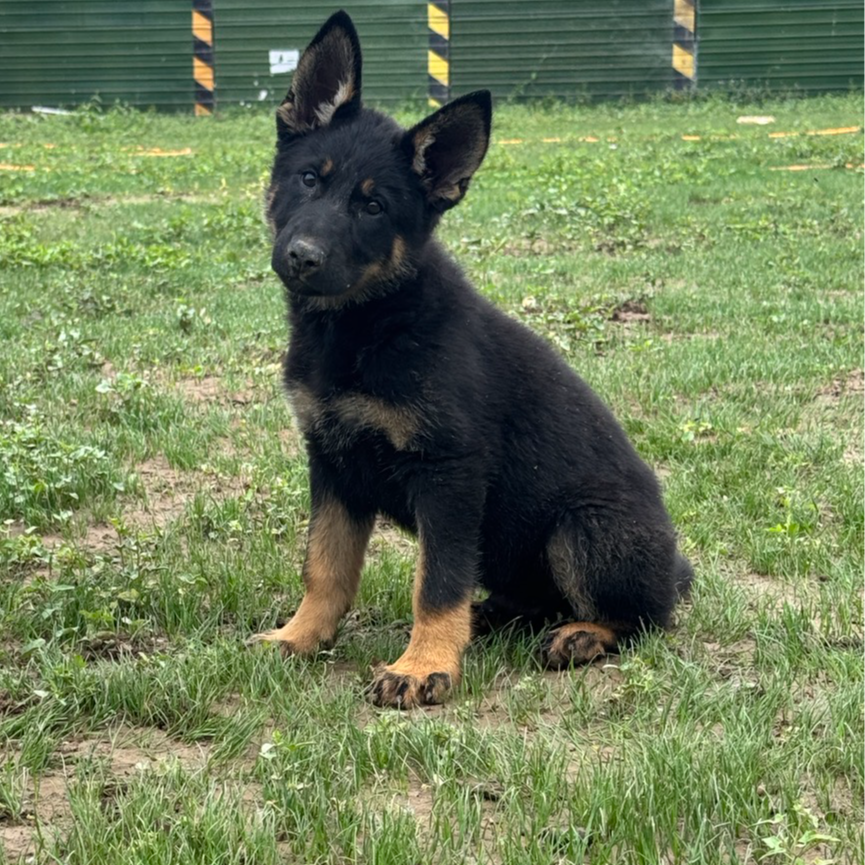 【御诚犬舍】东德牧羊犬德牧工作犬（一物一拍）家庭宠物狗狗幼犬