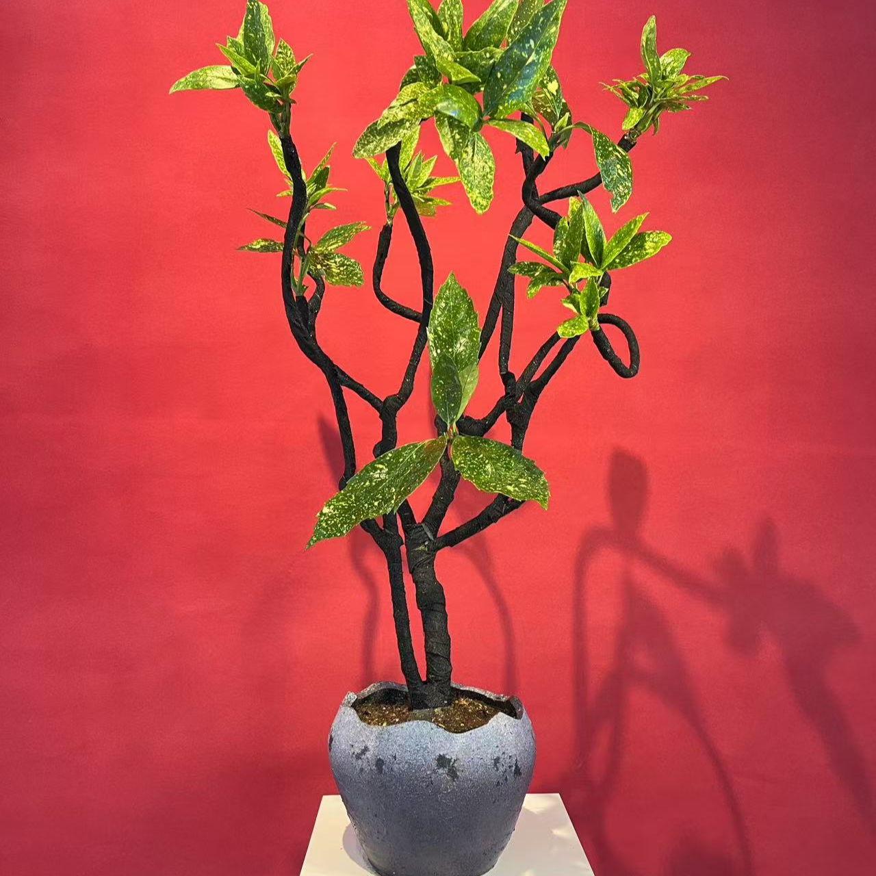 造型撒金珊瑚室内办公室桌面造型盆景观叶花卉绿植