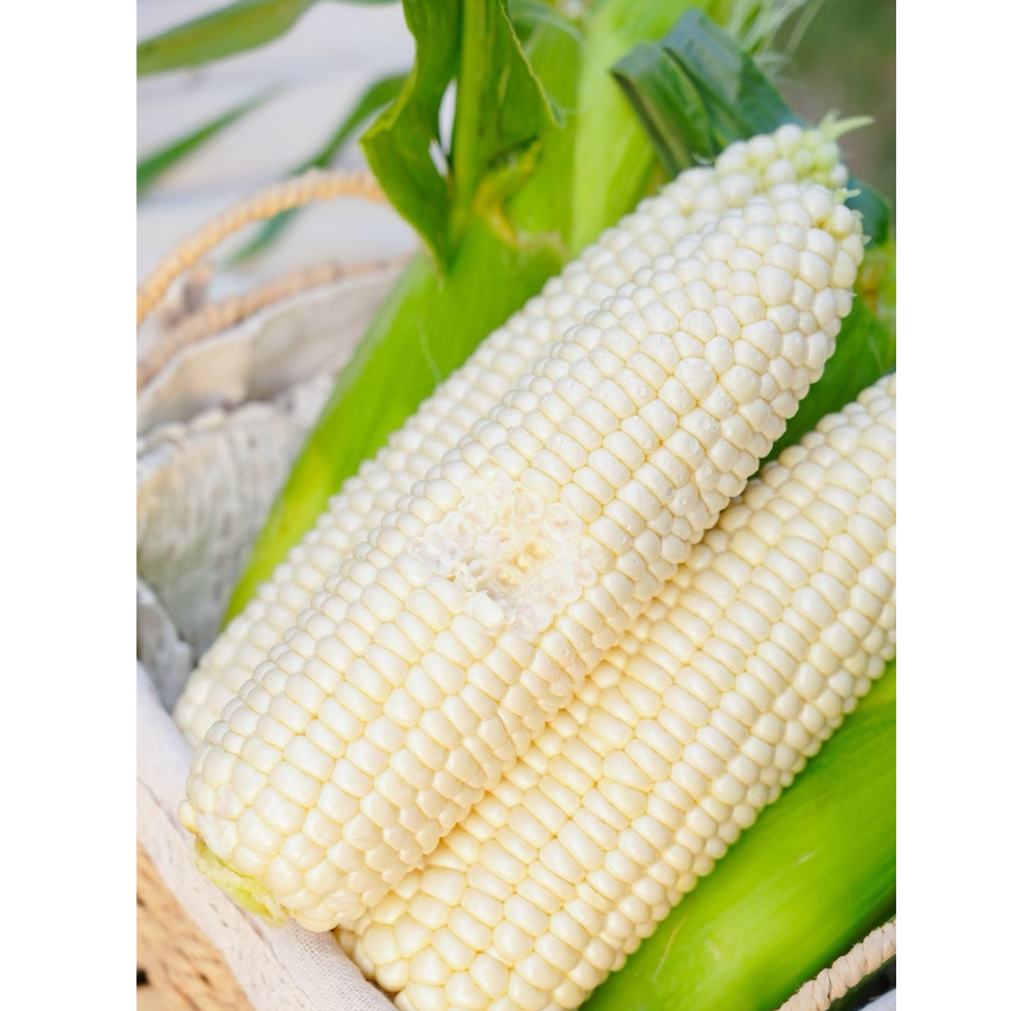 （幺妹）乡村农家自种白糯甜玉米