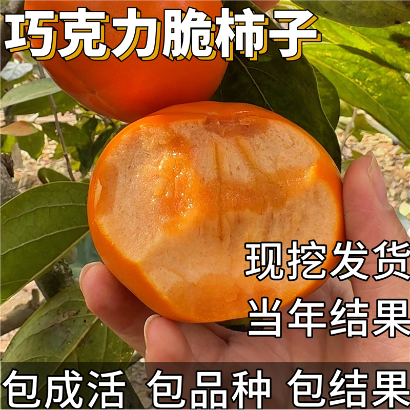 巧克力脆柿子树苗庭院果树特大号耐寒盆栽嫁接柿子树果苗当年结果