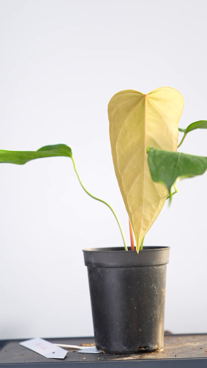 完全开放个体原种系列