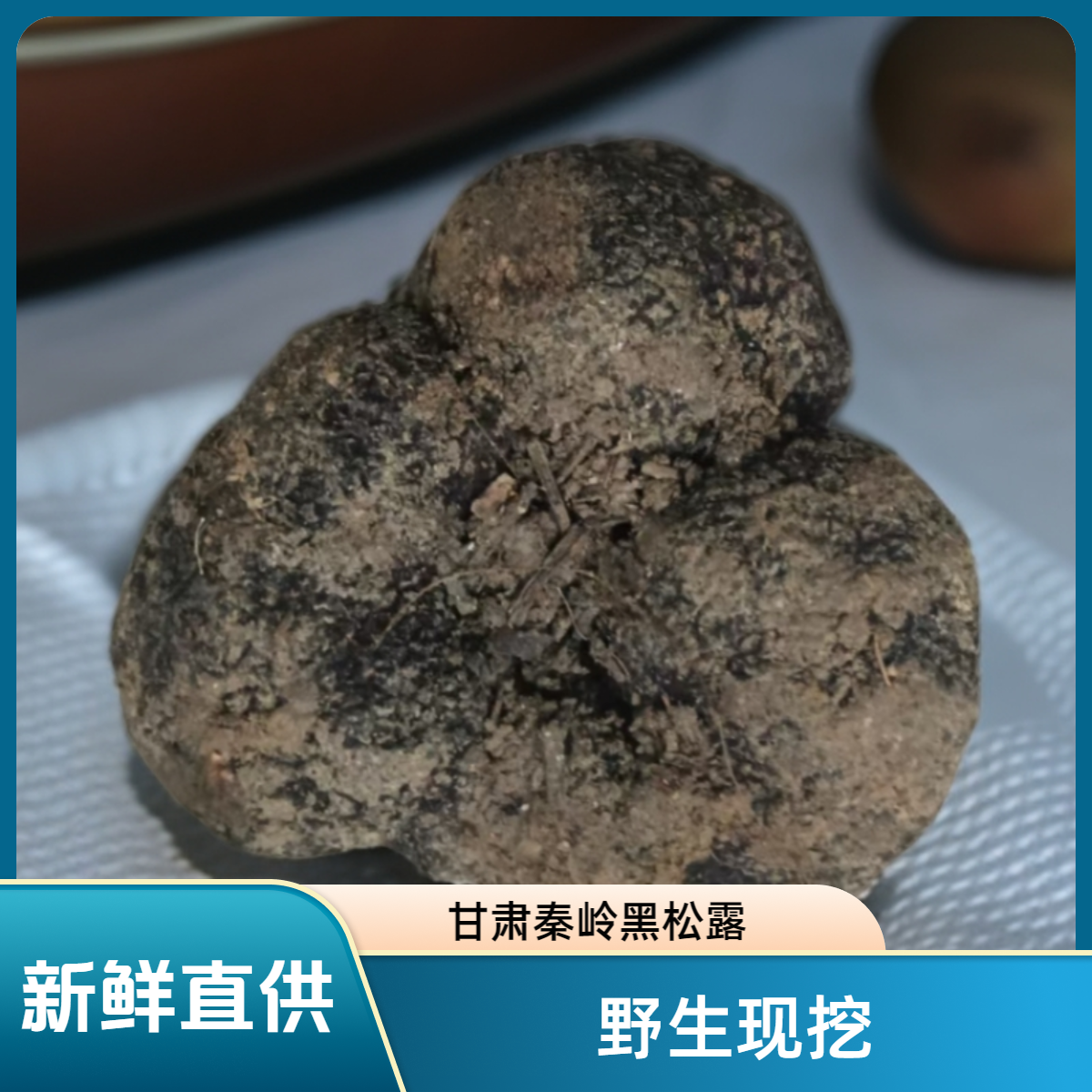 甘肃秦岭黑松露新鲜现挖产地直发