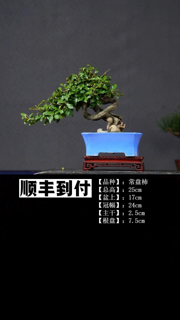 无花朵常盘柿 不包邮