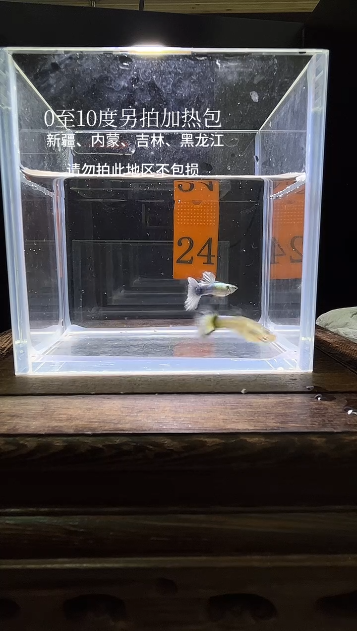 孔雀鱼白金白尾象耳24