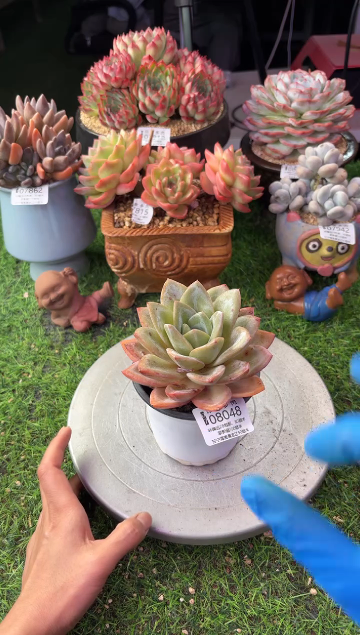 昆明印象多肉08048