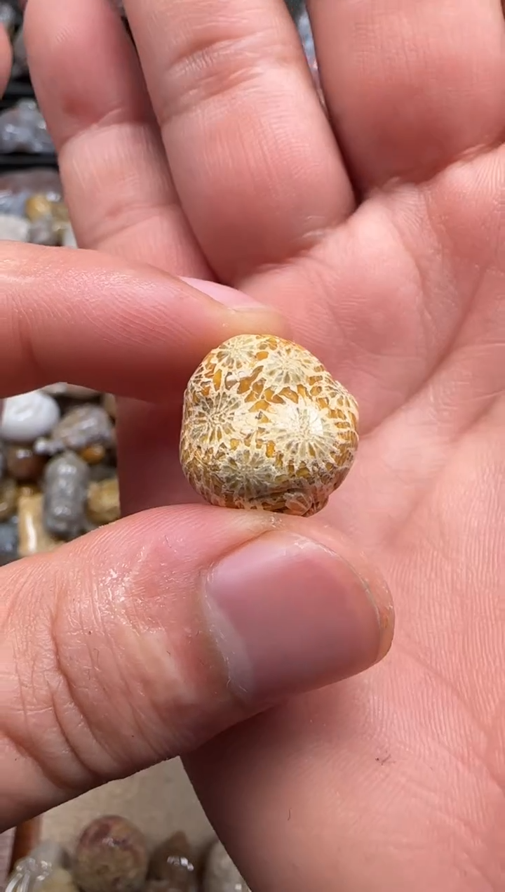 【闪购商品】硅化珊瑚（珊瑚玉）颈饰未镶嵌451