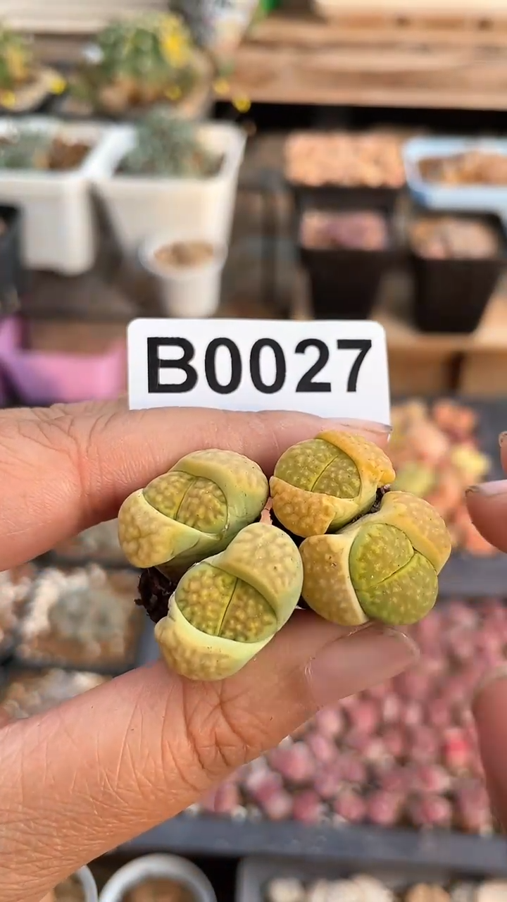 【闪购商品】0027直播一物一拍