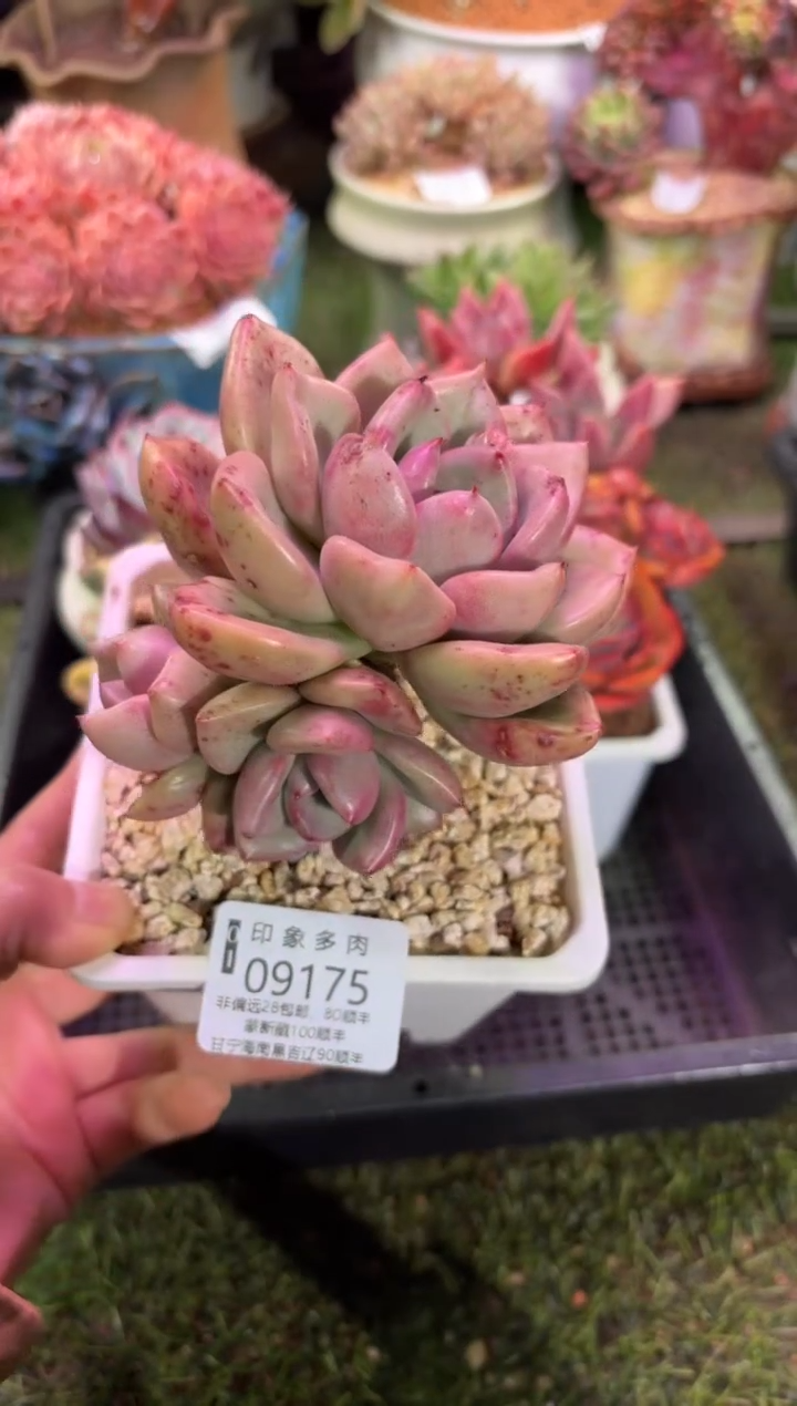 【闪购商品】09175