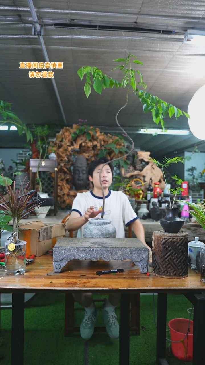 当前无花栽培后可以开花黄山栾树164+