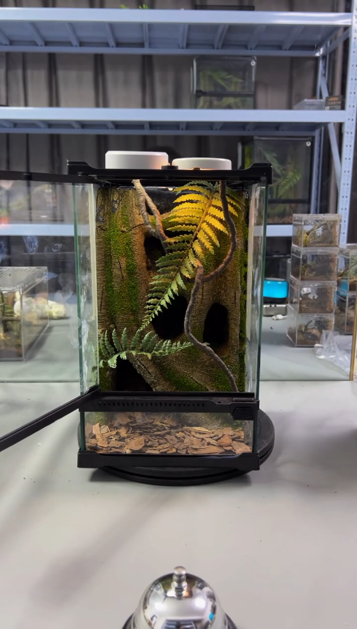 玻璃【长20宽20高30】爬宠造景缸睫角守宫树栖蜘蛛饲养箱爬宠爬虫缸