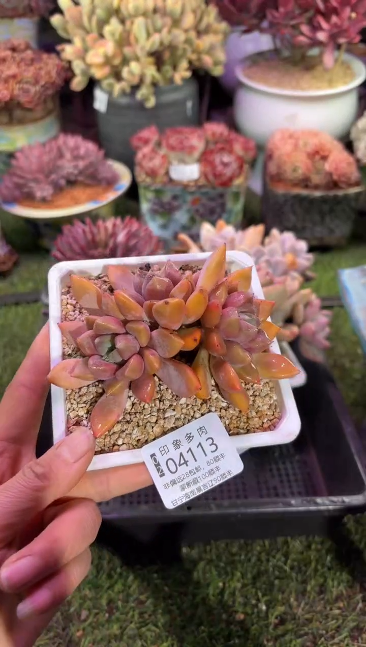 【闪购商品】04113