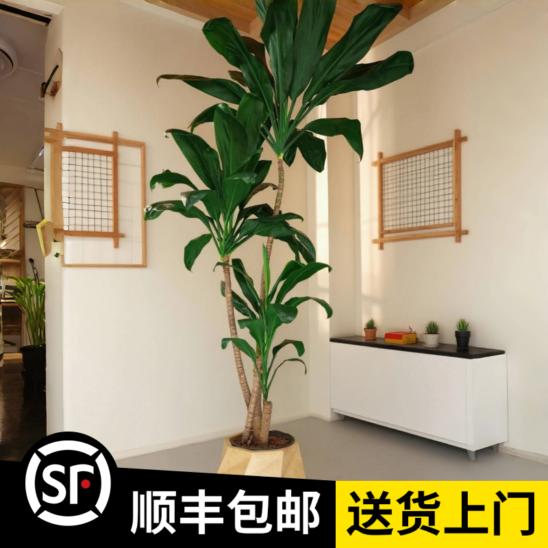 【青叶铁】A高度180CM（顺丰包邮）室内大型植物客厅落地造型观叶绿植