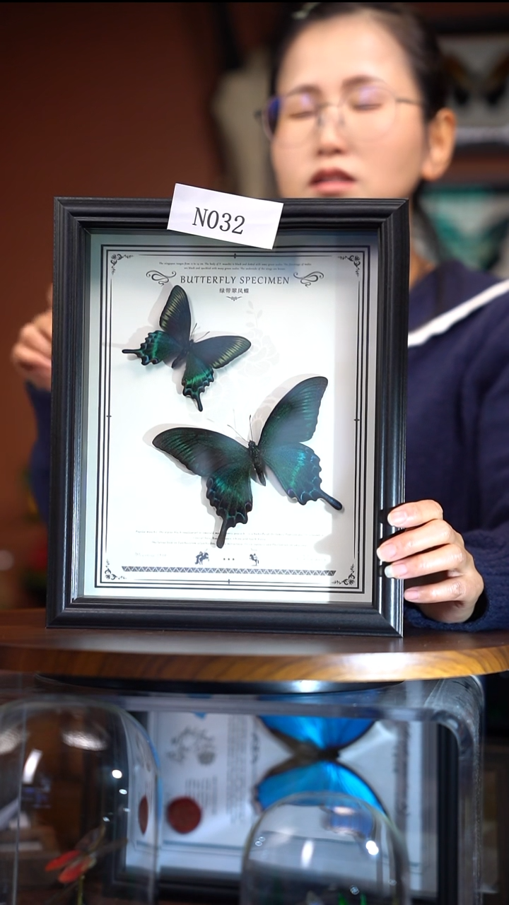 N032     绿带翠凤蝶 春夏组合