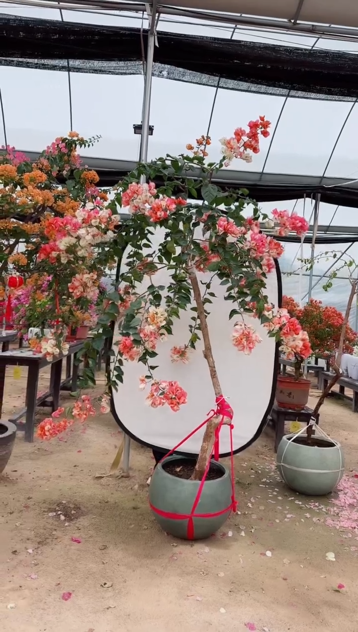 【闪购商品】盆景凤凰