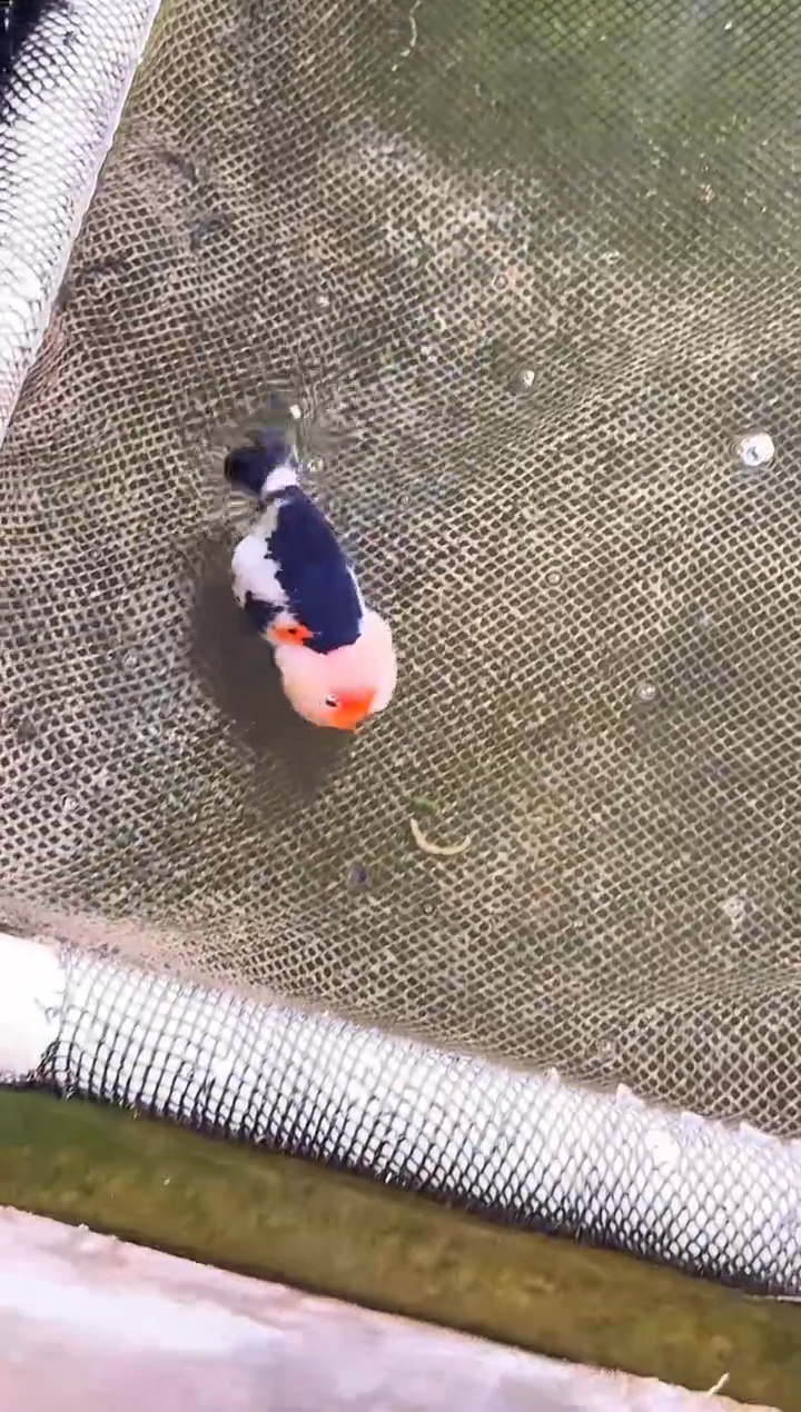 金鱼z***水水娃娃渔场兰寿观赏鱼 不包邮