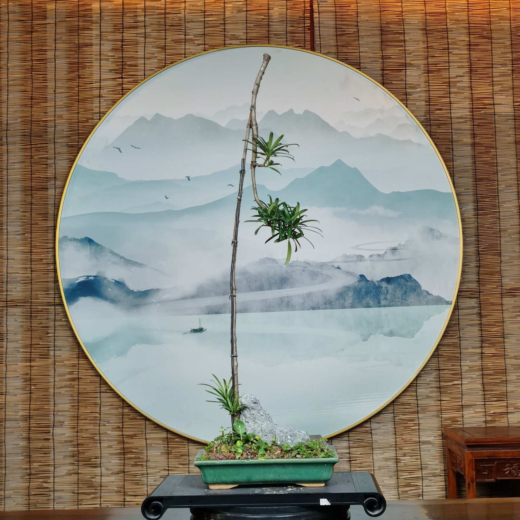 乡村四月岭南盆景 一物一拍 实物以直播为准 专拍链接