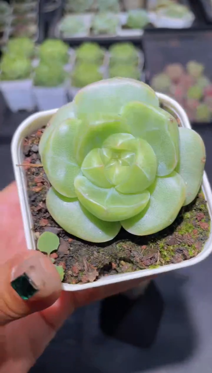 071绿菜量拍随机发一颗