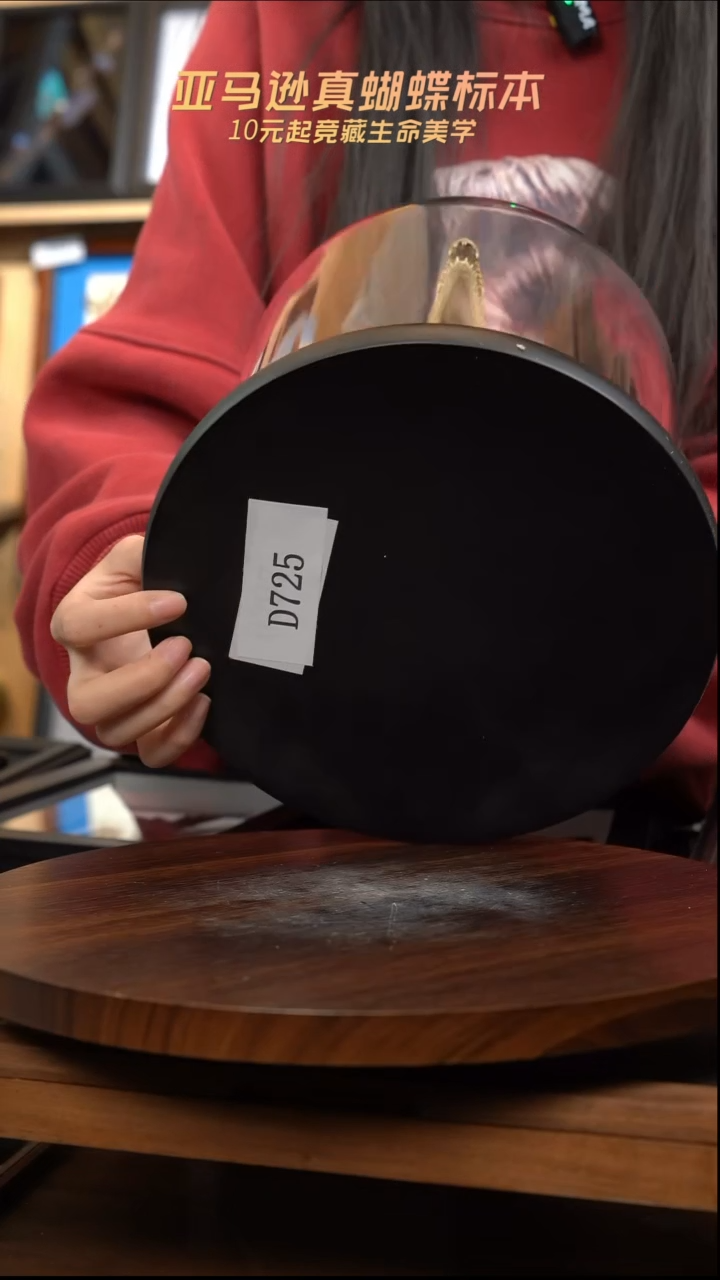 动物标本摆件竞拍d725