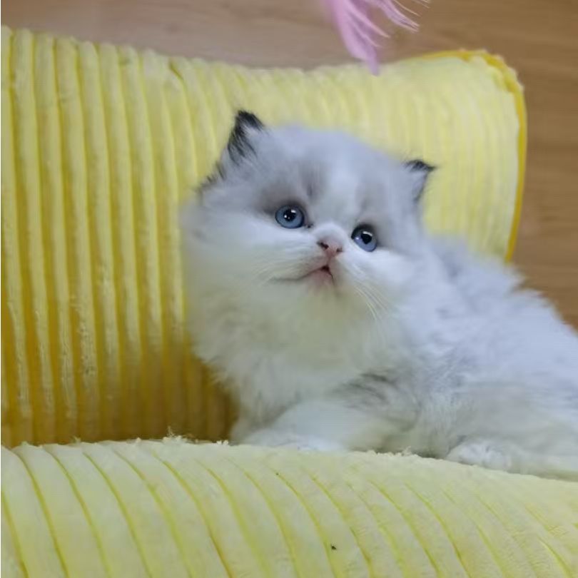 孙大叔的布偶猫咪