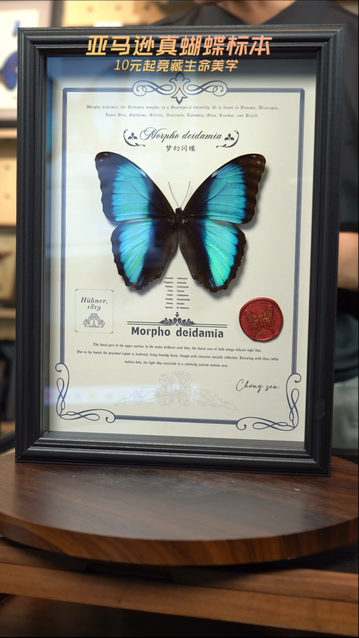 梦幻闪蝶竞拍J66