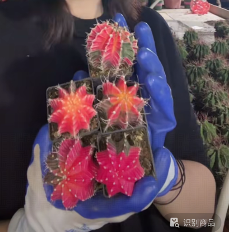 二妹园艺【 1颗  精品牡丹锦    实生根 】带盆土随机发货