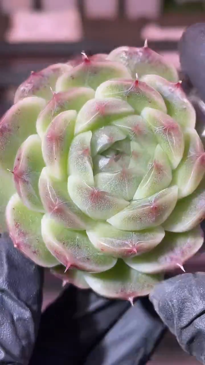 34-65 翡冷翠4-5厘米量拍发一颗