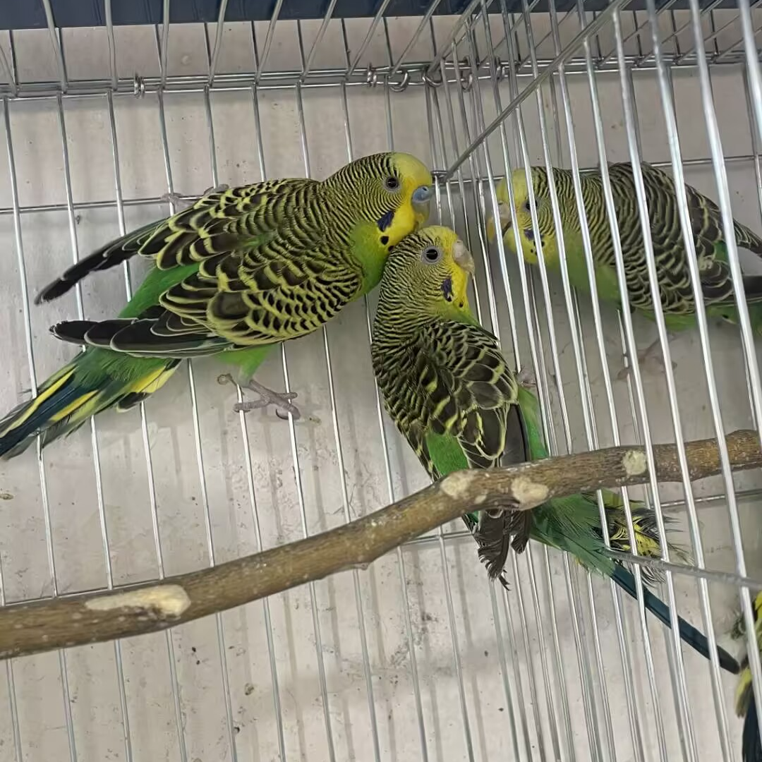 成年虎皮八个月可直接配对繁殖