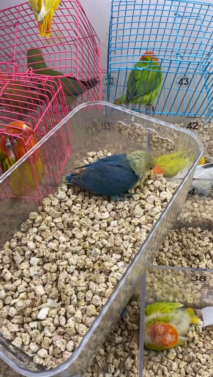 桃脸牡丹鹦鹉黄面