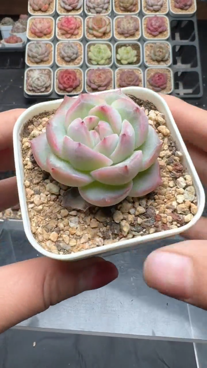 【闪购商品】899号珍妮多肉一物一拍3单包邮