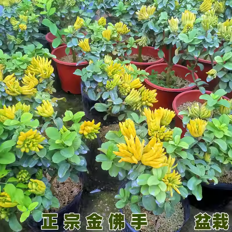 佛手树盆栽带果佛手柑树苗盆景金华千佛金手指佛手瓜室内盆栽