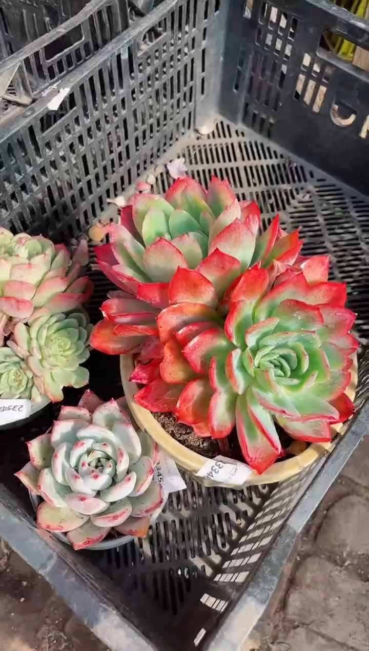 【闪购商品】23346