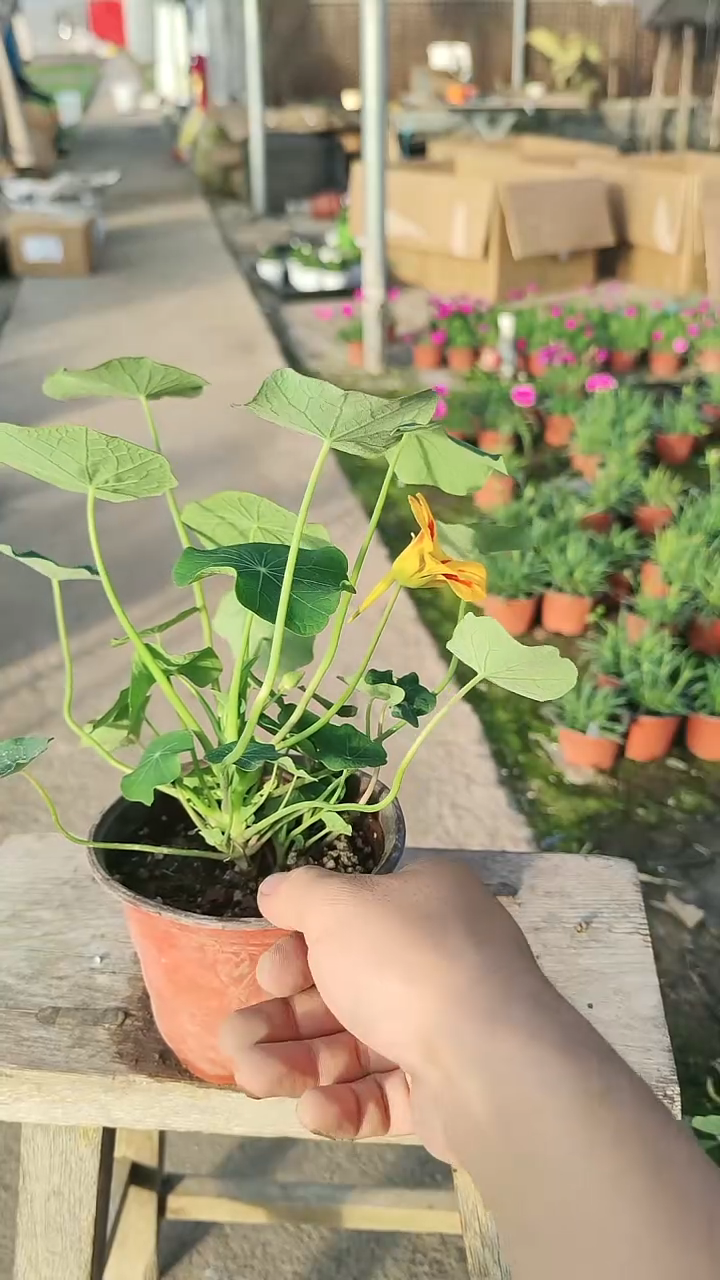 完全开放和谐 一盆橙色，一盆黄色带花纹