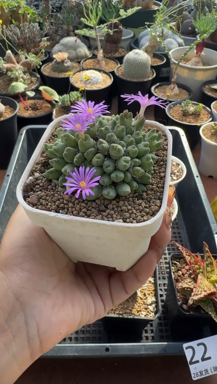 。**aEva专拍斑马群带盆