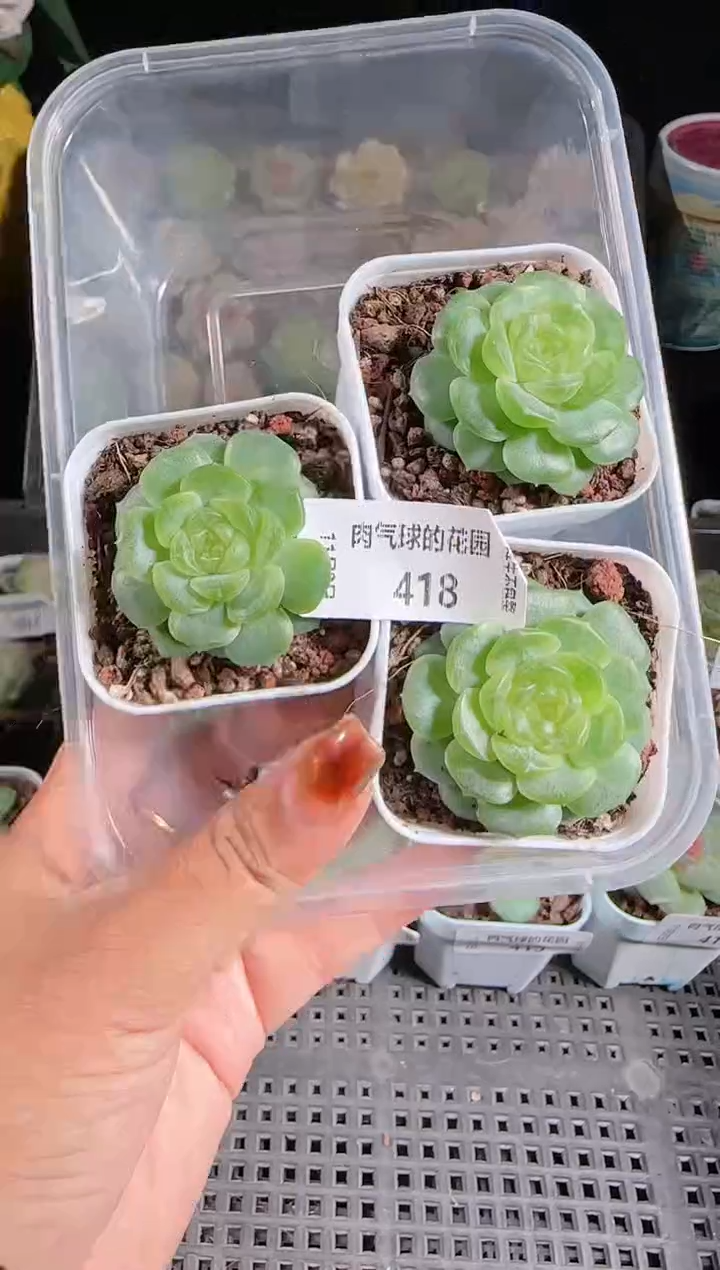 1102-418无尽灯量拍