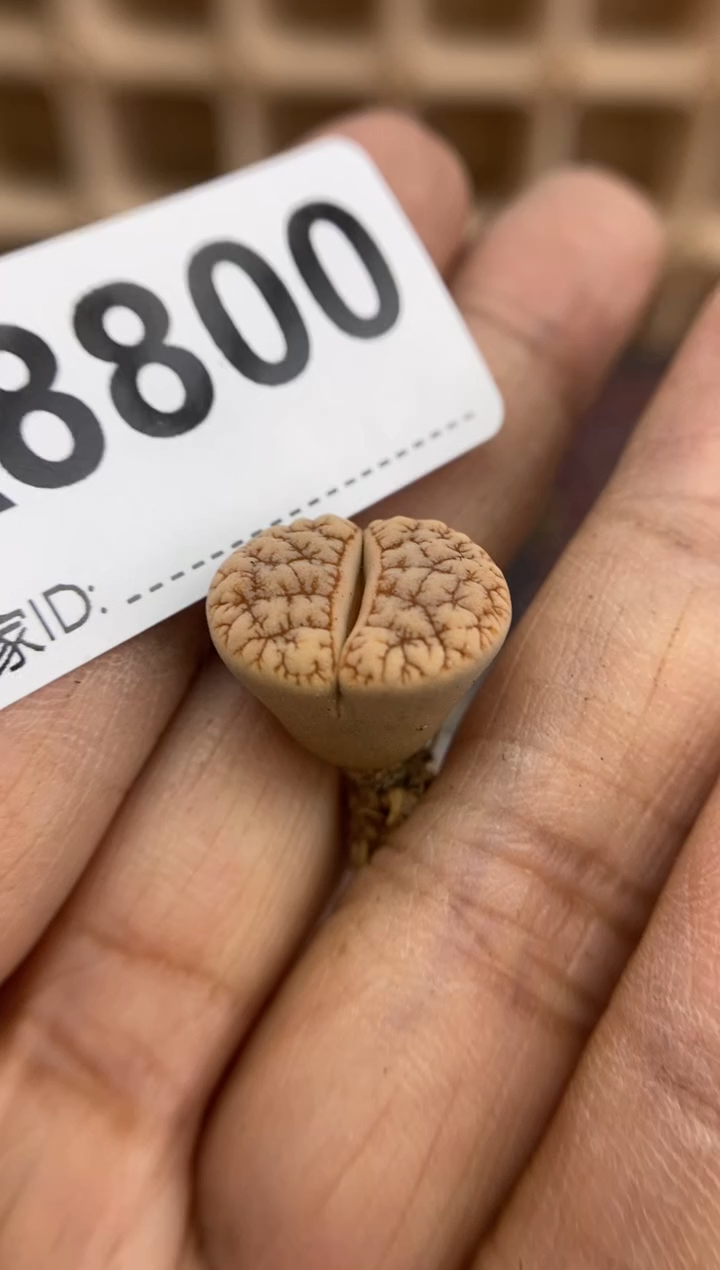 【闪购商品】8800直播一物一拍