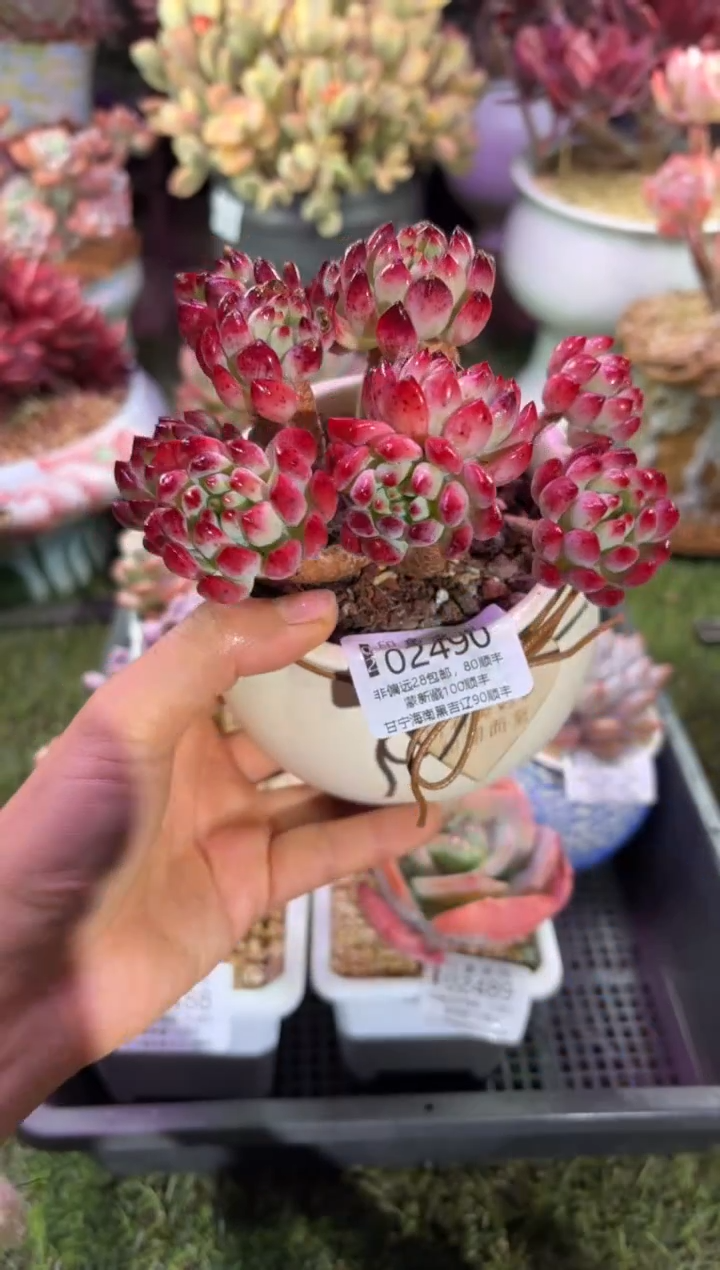 【闪购商品】02490