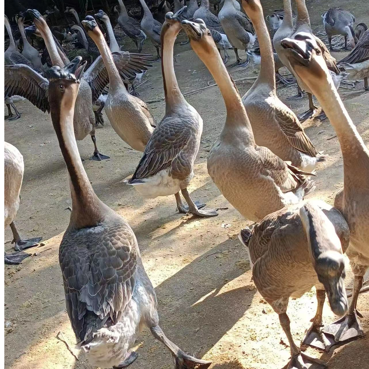 散养鹅  满160天以上 喂谷 