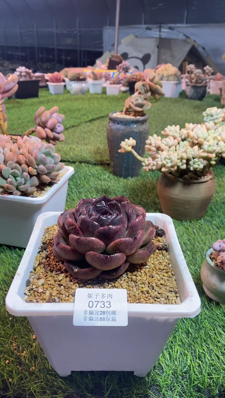 【闪购商品】0733a