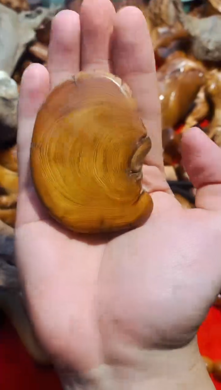 【闪购商品】柏木79崖柏崖柏崖柏崖柏崖柏