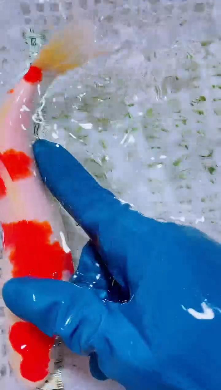 锦鲤血统锦鲤全场包邮43