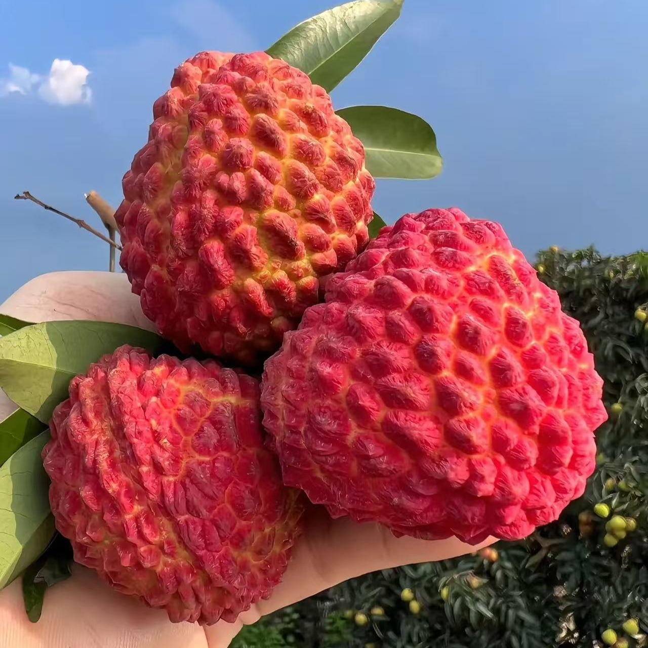 正宗火山荔枝王   特大荔枝  净重2.3斤【只发河南省】