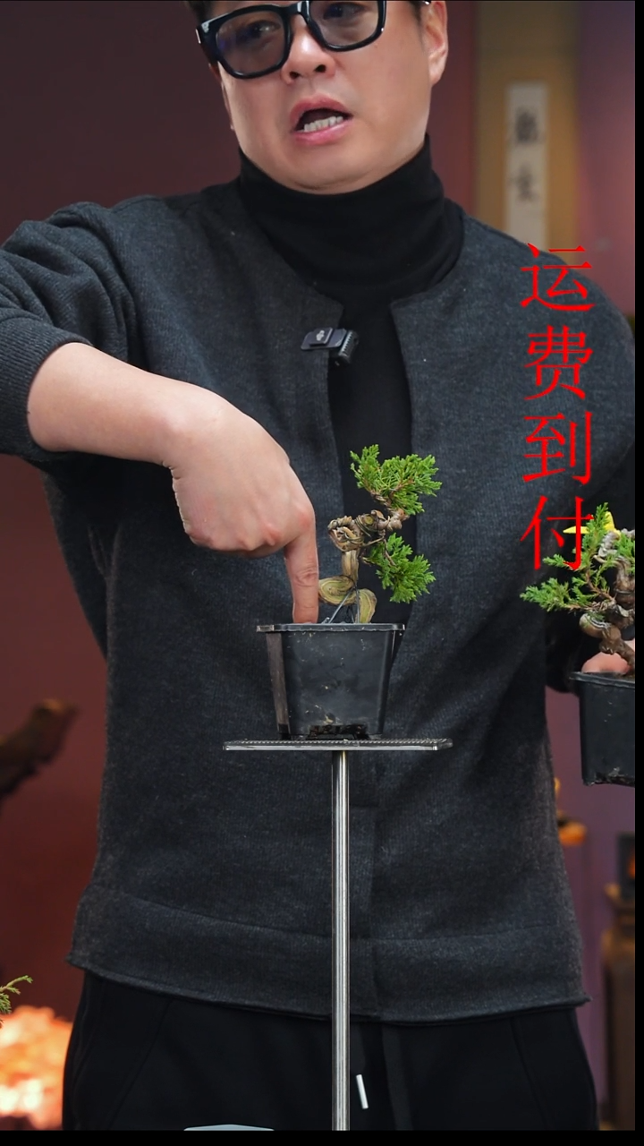 无花朵小***马17615