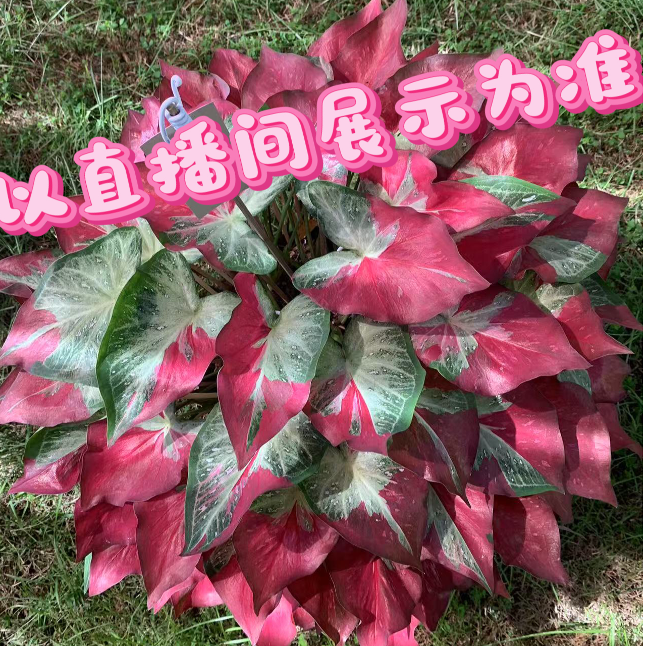 热带植物            泰彩钟无艳一颗        具体以直播展示为准