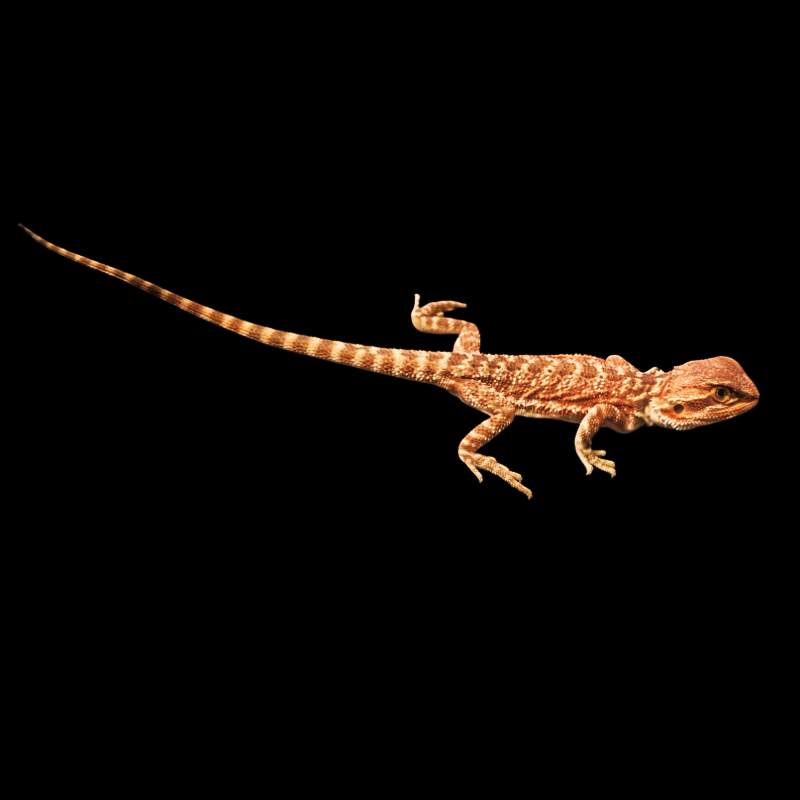 【竞拍专属链接】鬃狮蜥红系-M3号