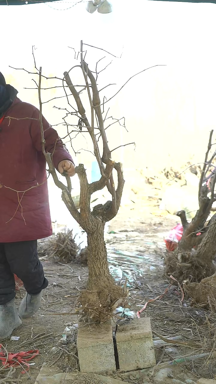 完全开放枣树1239