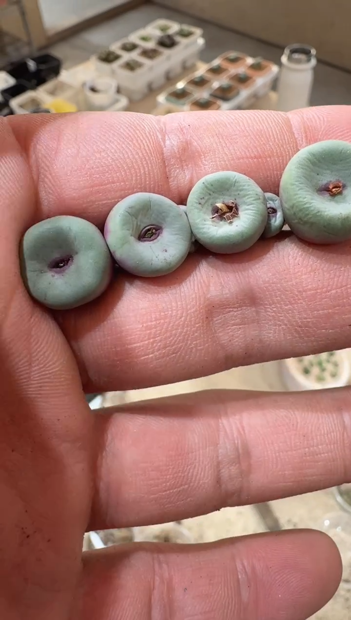 52多肉植物肉锥SSW红嘴一颗