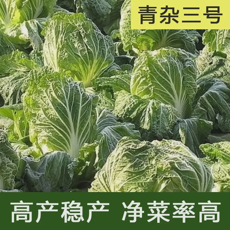 【全店满5包包邮】青杂三号大白菜种子高产稳产品质佳稳定性好白