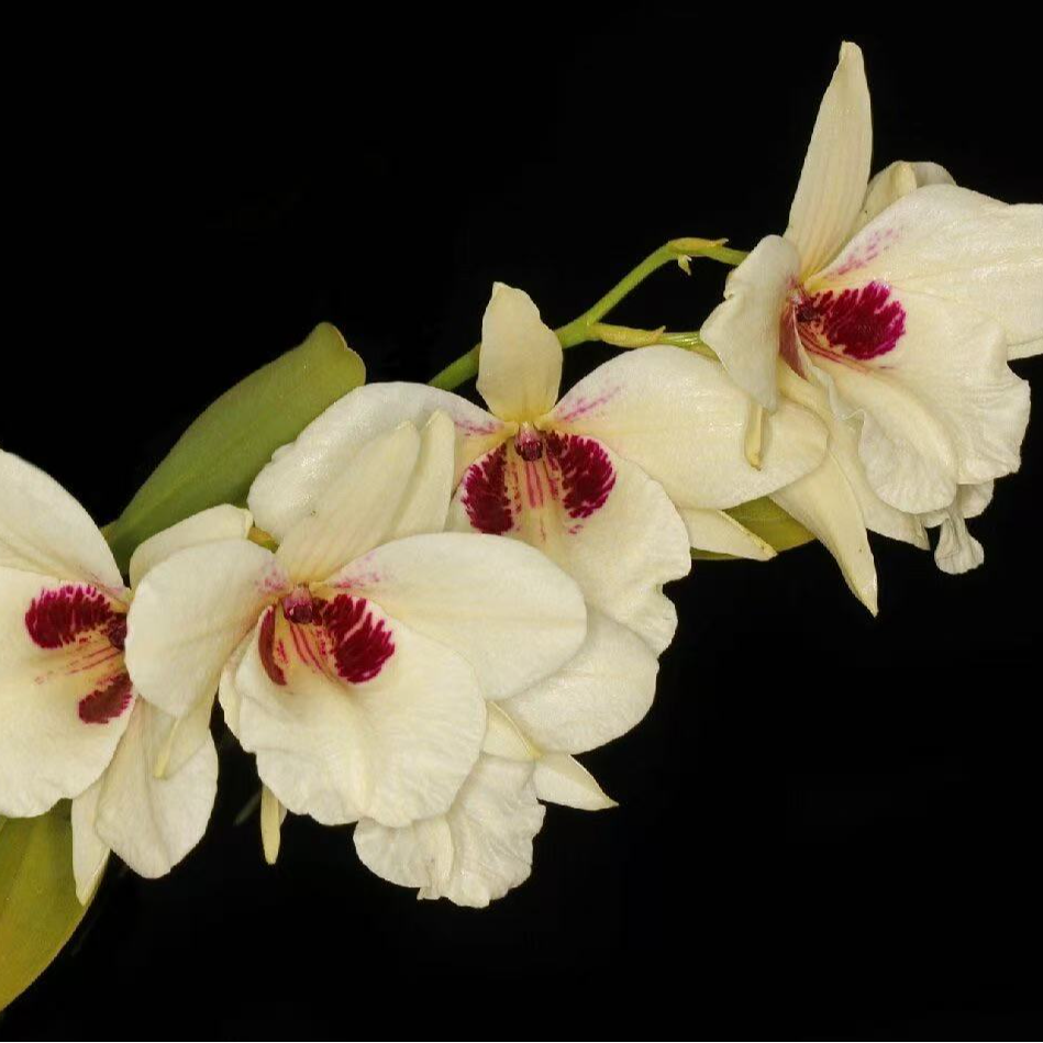 云南兰草绿植（一物一拍）大花浓香盆栽室内外耐热好养易活